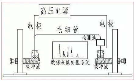 ATA-7050毛細(xì)管電泳功率放大器如何進行毛細(xì)管電泳實驗